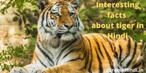 बाघ के बारे में जानकारी | Information About Tiger In Hindi